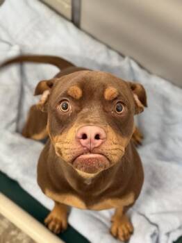 Droopy -  Bulldog Dog for Adoption in Sacramento, California - Droopy | PetCurious