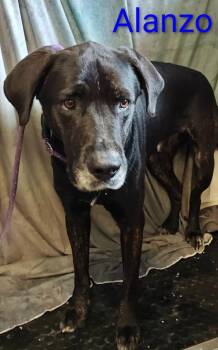 Alanzo -  Labrador Retriever and Hound Dog for Adoption in Mena, Arkansas - Alanzo | PetCurious
