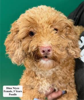 Dina Htyce -  Poodle Dog for Adoption in Blue Springs, Missouri - Dina Htyce | PetCurious