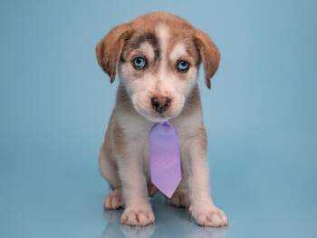 Date: Plenty of Fish -  Australian Shepherd and Great Dane Dog for Adoption in Palo Alto, California - Date: Plenty Of Fish | PetCurious