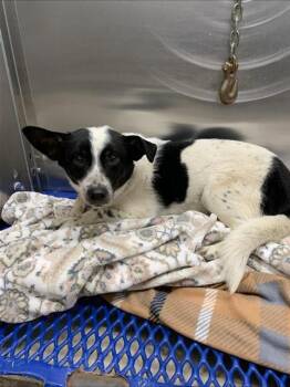 Chihuahua and Labrador Retriever Dogs Available for Adoption - BOW | PetCurious