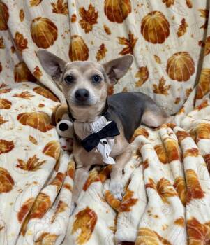 Quill -  Chihuahua and Mixed Breed Dog for Adoption in Corona, California - Quill | PetCurious