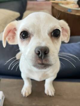 Rescue Terrier and Chihuahua Dogs for Adoption in Boulder, Colorado - Dot | PetCurious