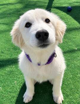 Cottonball -  Great Pyrenees and Golden Retriever Dog for Adoption in Warren, Michigan - Cottonball | PetCurious