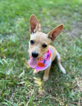 Claire -  Chihuahua Dog for Adoption in Gulfport, Mississippi - Claire | PetCurious