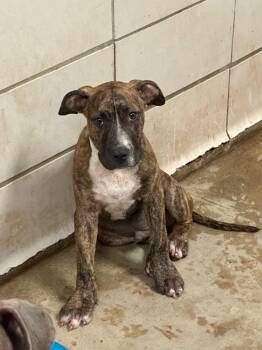 Eric -  Mixed Breed Dog for Adoption in Bossier City, Louisiana - Eric | PetCurious