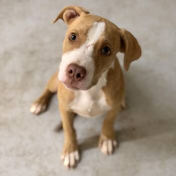Tammy -  Pit Bull Terrier Dog for Adoption in Marfa, Texas - Tammy | PetCurious