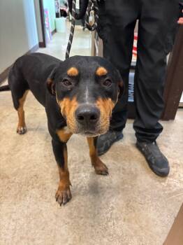 Rescue Rottweiler and Labrador Retriever Dogs for Adoption in New Braunfels, Texas - Roscoe | PetCurious