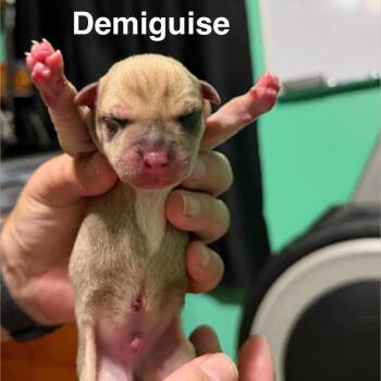 Demiguise -  Mixed Breed Dog for Adoption in Spring Hill, Kansas - Demiguise | PetCurious