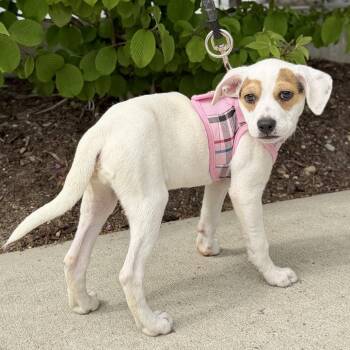 Terrier and Mixed Breed Dogs Available for Adoption in East Hampton, New York - Zeppole | PetCurious