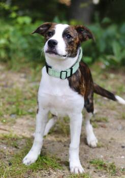 Fifty Two in NH. Come Meet our Adoptable Dogs Wednesday-Saturday -  Labrador Retriever Dog for Adoption in Manchester, New Hampshire - Fifty Two In NH. Come Meet Our Adoptable Dogs Wednesday-Saturday | PetCurious
