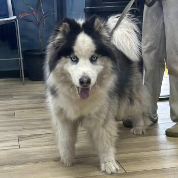 Husky Dogs Available for Adoption in Newark, New Jersey - Lobo | PetCurious