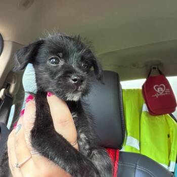 Maggie 26-08-065 -  Terrier and Chihuahua Dog for Adoption in Bastrop, Texas - Maggie 26-08-065 | PetCurious