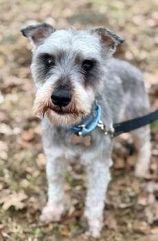 Miniature Schnauzer Dogs Available for Adoption - Dax | PetCurious