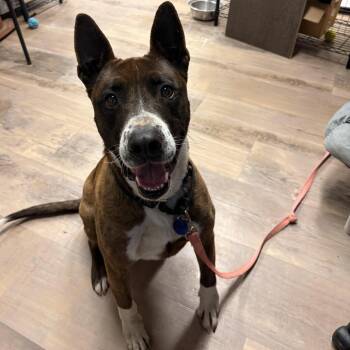 Australian Cattle Dog Blue Heeler and Bull Terrier Dogs Available for Adoption in Durango, Colorado - Kobe | PetCurious