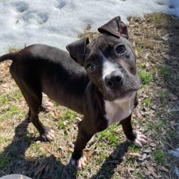 Pit Bull Terrier Dogs Available for Adoption - Coca | PetCurious