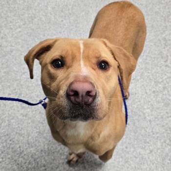 Tuna -  Labrador Retriever Dog for Adoption in Grand Rapids, Michigan - Tuna | PetCurious