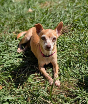 Rescue Chihuahua Dogs for Adoption in Ocean Township, New Jersey - Mya - Sweet Senior! | PetCurious
