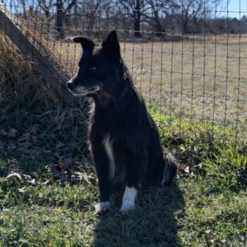 Australian Shepherd and Mixed Breed Dogs Available for Adoption - Kit | PetCurious