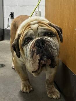 LESTER -  American Bulldog Dog for Adoption - LESTER | PetCurious