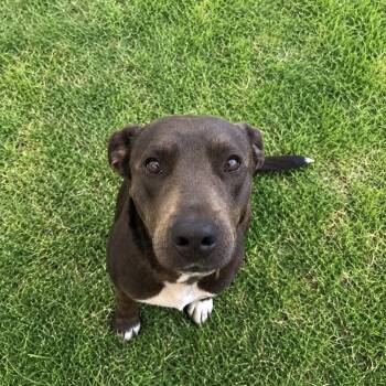Labrador Retriever Dogs Available for Adoption in Tupelo, Mississippi - Sweet Thing | PetCurious