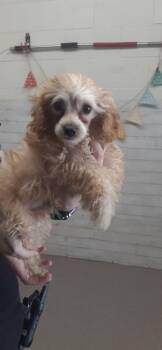 Poodle and Cocker Spaniel Dogs Available for Adoption - CASH | PetCurious