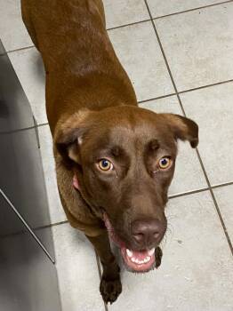 Labrador Retriever Dogs Available for Adoption in Panama City, Florida - Selah | PetCurious