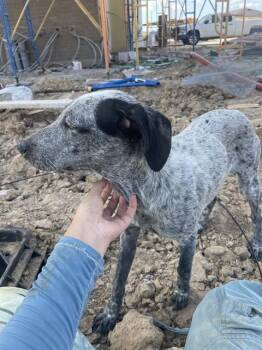 A430278 -  Australian Cattle Dog Blue Heeler and Mixed Breed Dog for Adoption in Conroe, Texas - A430278 | PetCurious