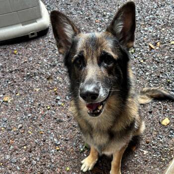 Rexy (26-343) -  German Shepherd Dog Dog for Adoption in New Ringgold, Pennsylvania - Rexy (26-343) | PetCurious