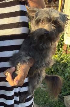 Chewy -  Terrier Dog for Adoption in Lexington, Kentucky - Chewy | PetCurious