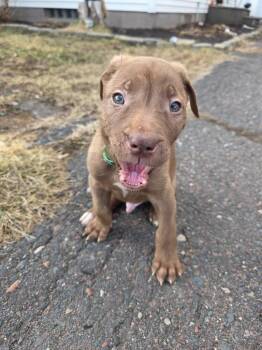 Shepherd and Labrador Retriever Dogs Available for Adoption in Cloquet, Minnesota - Cyclops | PetCurious