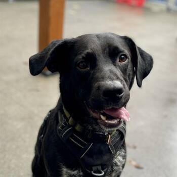 BRADY -  Australian Cattle Dog Blue Heeler and Labrador Retriever Dog for Adoption in Alameda, California - BRADY | PetCurious