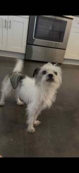 Rescue Yorkshire Terrier and Shih Tzu Dogs for Adoption in Metairie, Louisiana - Guiness Nial | PetCurious