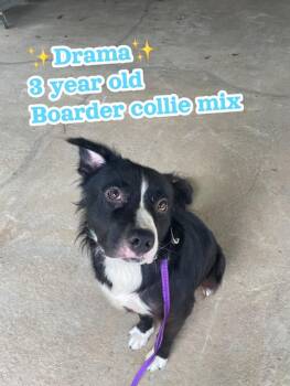 Rescue Border Collie Dogs for Adoption in Nashville, Georgia - Drama | PetCurious
