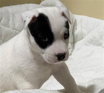 Garlic - URGENT -  Pit Bull Terrier Dog for Adoption in Thousand Oaks, California - Garlic - URGENT | PetCurious