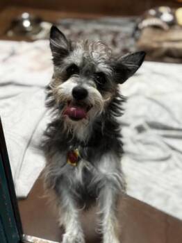 Toto -  Terrier Dog for Adoption in Stanwood, Washington - Toto | PetCurious