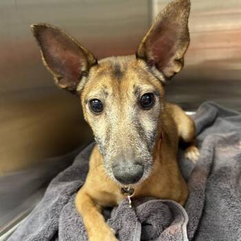 Bruno 54740 -  Chihuahua and Mixed Breed Dog for Adoption in Las Vegas, Nevada - Bruno 54740 | PetCurious
