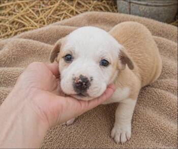 Terrier and Labrador Retriever Dogs Available for Adoption in Batesville, Arkansas - Iris | PetCurious
