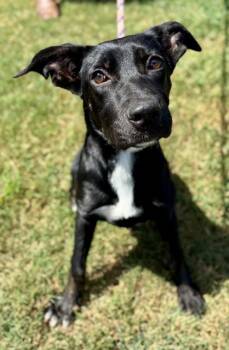 BELLATRIX -  Labrador Retriever and Mixed Breed Dog for Adoption in York, South Carolina - BELLATRIX | PetCurious