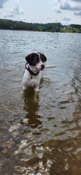 Daisy -  Brittany Spaniel Dog Available for Adoption in Fayetteville, Arkansas - Daisy | PetCurious