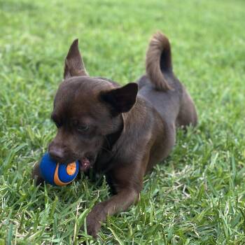 Chihuahua and Australian Kelpie Dogs Available for Adoption in Houston, Texas - Cocoa Jace | PetCurious