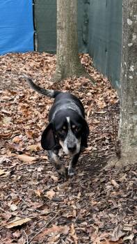 Rescue Beagle Dogs for Adoption in Sunderland, Maryland - Chunk | PetCurious