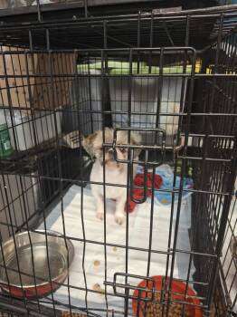 Rescue Shih Tzu Dogs for Adoption in Dover, Arkansas - Gizmo | PetCurious