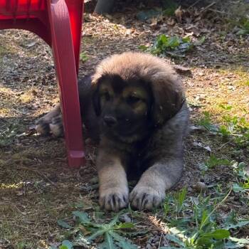 Great Pyrenees and German Shepherd Dog Dogs Available for Adoption in Fayetteville, Georgia - Aragorn | PetCurious