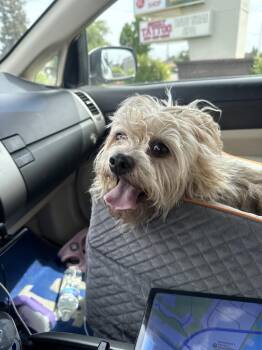 Miniature Schnauzer and Yorkshire Terrier Dogs Available for Adoption in Atascadero, California - GEMMA | PetCurious