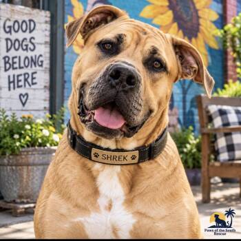Shrek -  Presa Canario and Labrador Retriever Dog for Adoption in Cumming, Georgia - Shrek | PetCurious