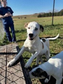 Rescue Great Pyrenees Dogs for Adoption in Lebanon, Tennessee - Casper | PetCurious