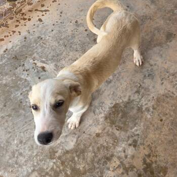 Tundra -  Labrador Retriever Dog for Adoption in Otisfield, Maine - Tundra | PetCurious