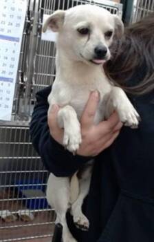 MARSHMALLOW -  Chihuahua and Mixed Breed Dog for Adoption in Salinas, California - MARSHMALLOW | PetCurious