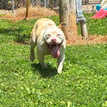 rocco -  Mixed Breed Dog for Adoption in Leitchfield, Kentucky - Rocco | PetCurious